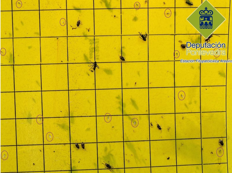 A 20mayo2015 hay pocas capturas de cicadelidos.jpg